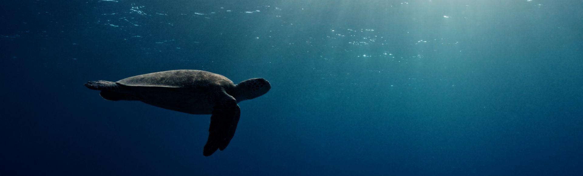 Protecting Our Planet Hero.jpg